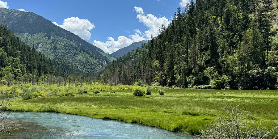 Virgin Forest in Jiuzhaigou